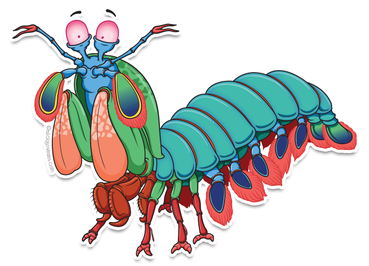 Mantis Shrimp Cartoon